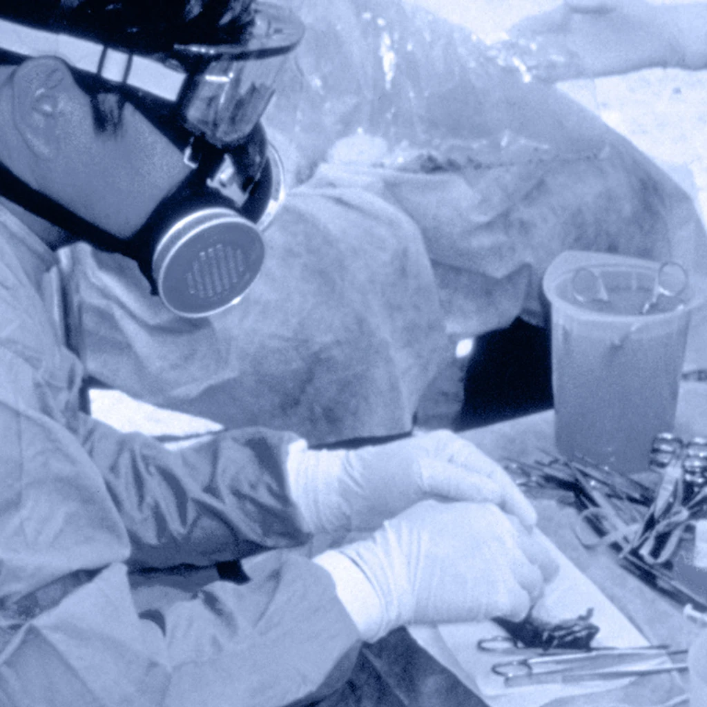 Blue filter image of researcher looking at rodent on laboratory desk 