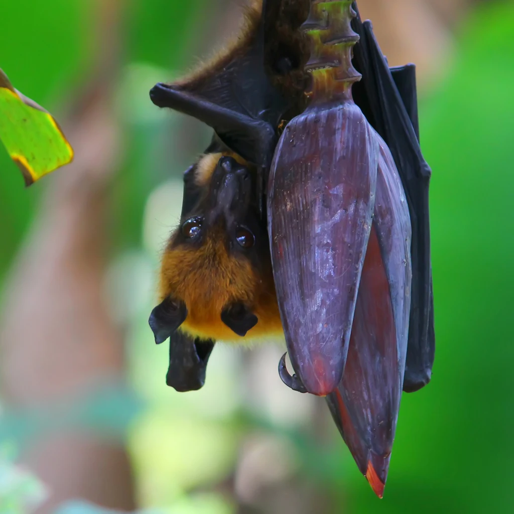 Indian pteropus fruit bat feeding on honey from a banana tree