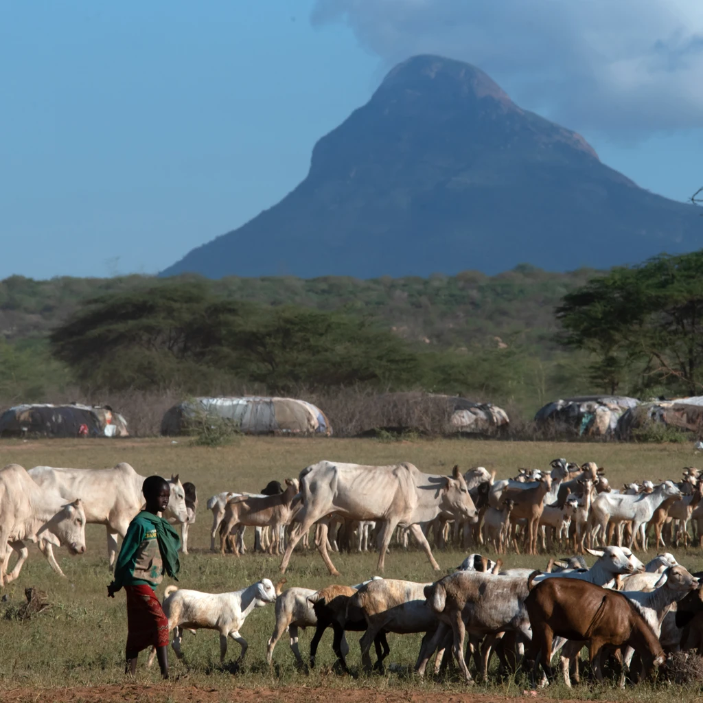 WSU Photo_Rift Valley fever