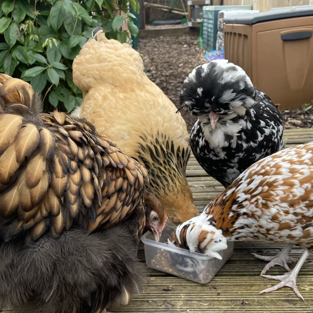 four chickens pecking at floor