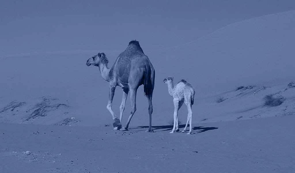 two camels walking away in the sand and blue filtered image