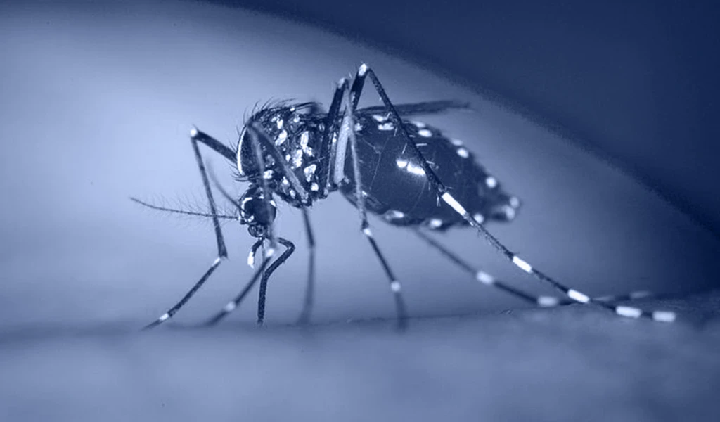 close up image of a mosquito