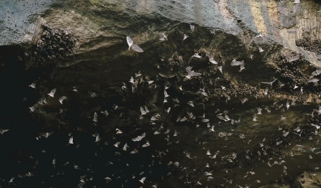 hundreds of bats flying in and out of a cave