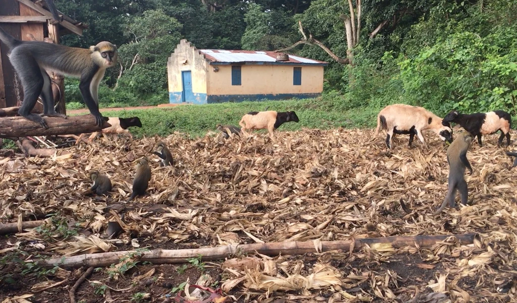Ghana scene_primates, livestock and house. (c) Terra Kelly, UC Davis
