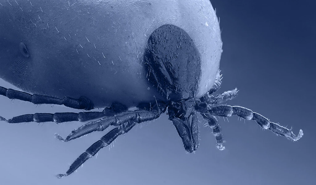 zoomed in photo of a tick with a blue filter