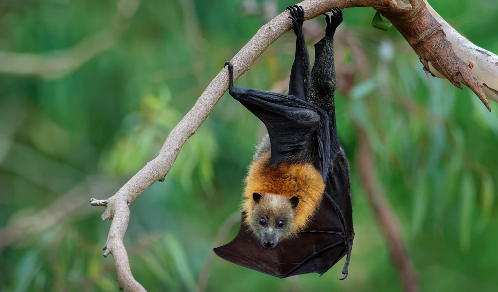 Pteropus,Poliocephalus,-,Gray-headed,Flying,Fox,In,The,Evening,,Fly