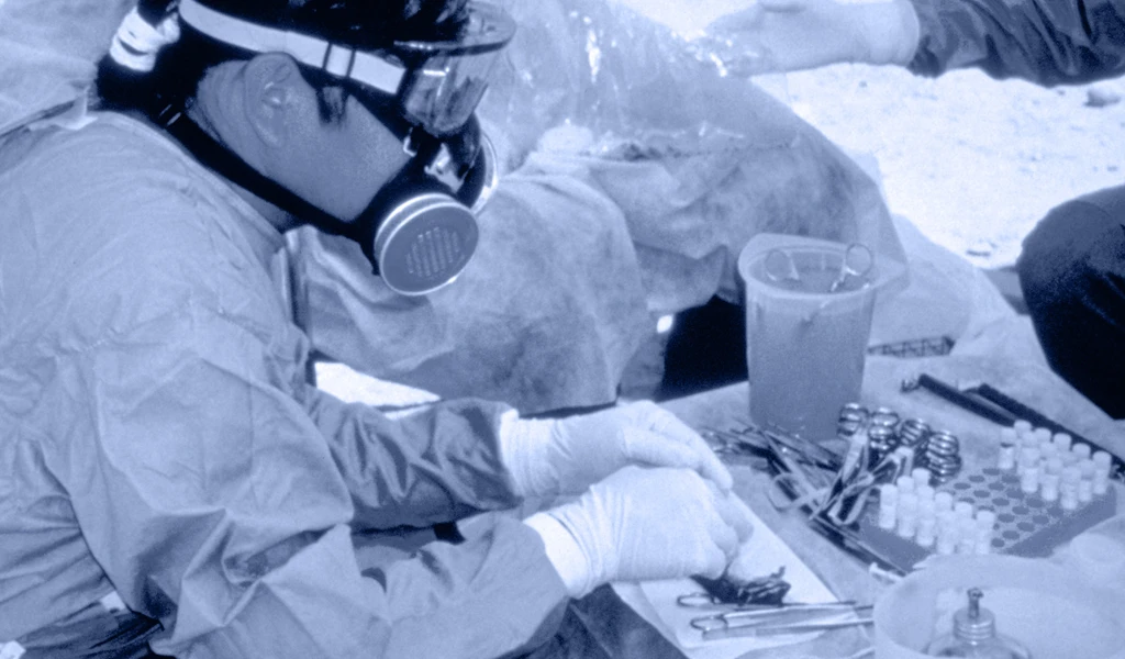 Blue filter image of researcher looking at rodent on laboratory desk 