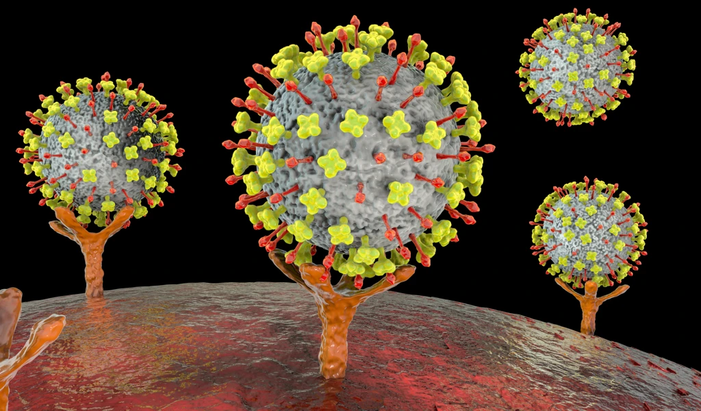 Nipah viruses binding receptors on human cells