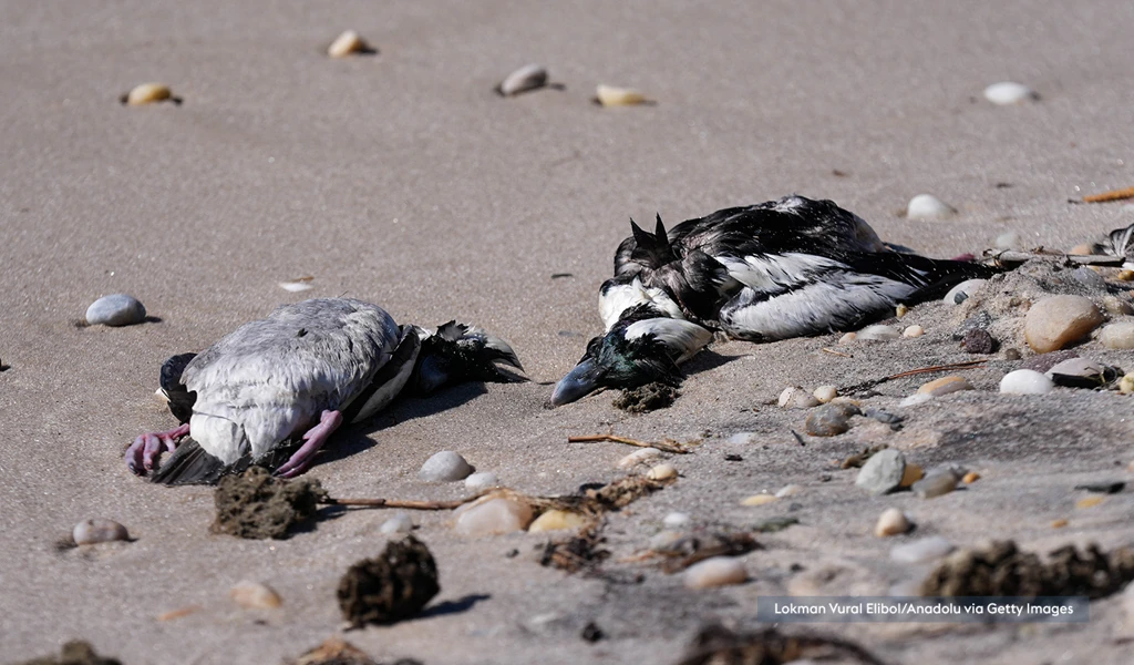 two dead wild birds lying on a sandy beach