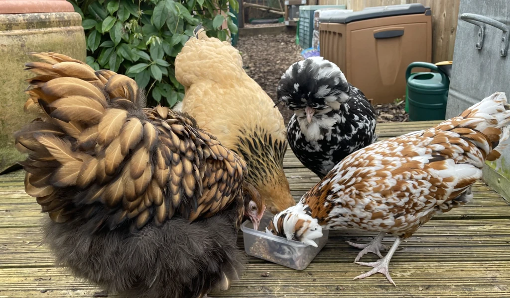four chickens pecking at floor