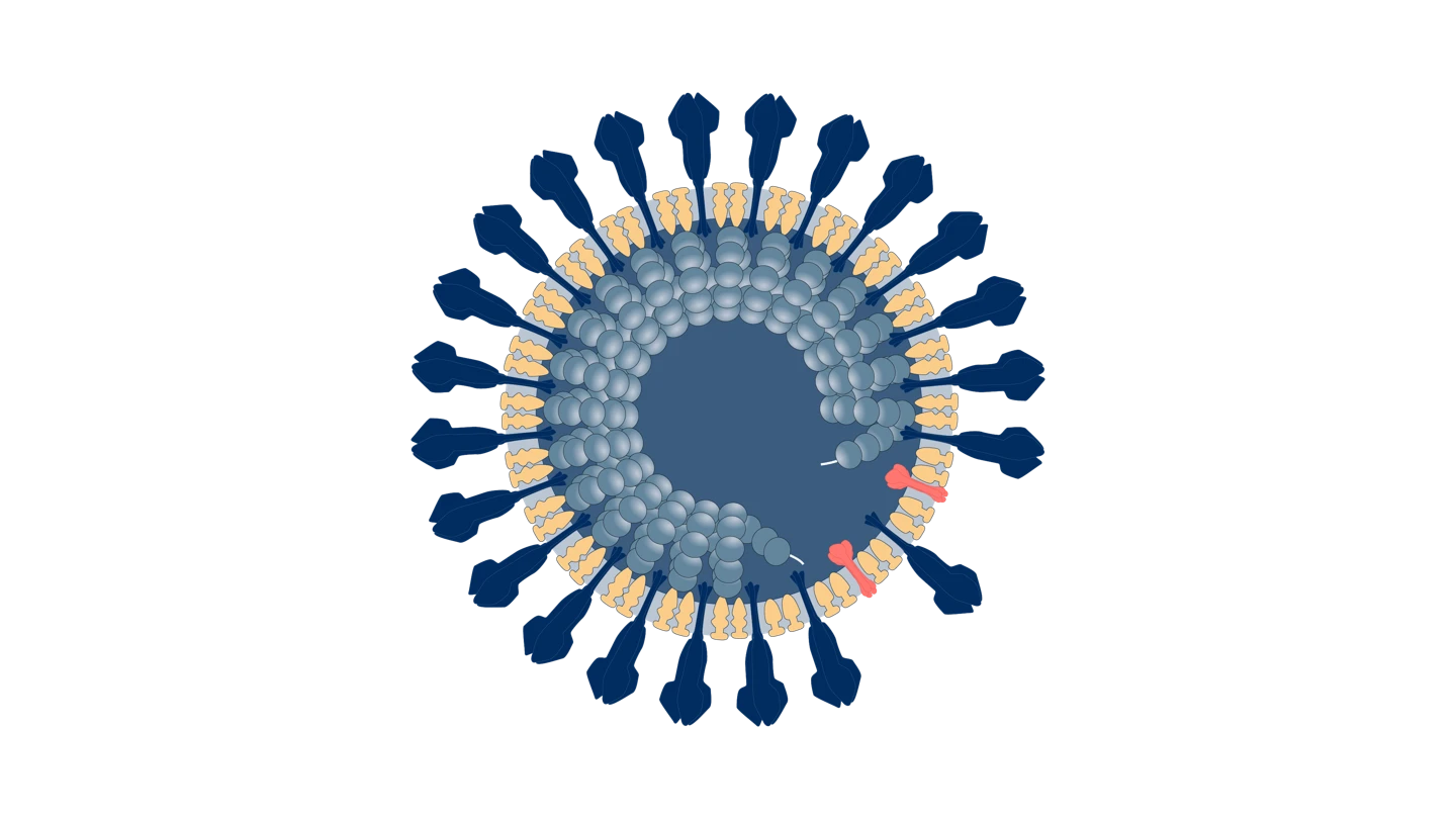 Scientific illustration of Corornavirus virus