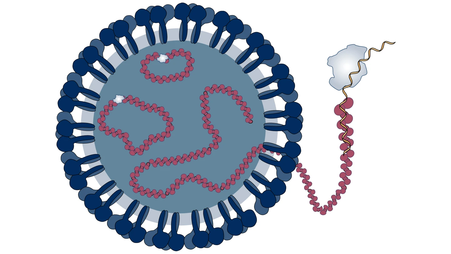 Nairovirus illustration