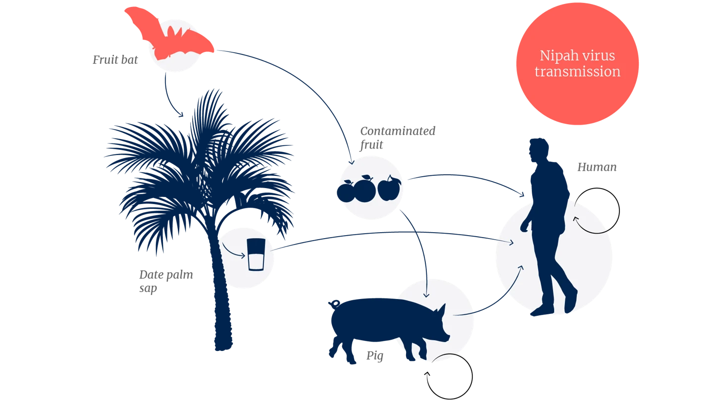 illustration of nipah transmission from bat to humans