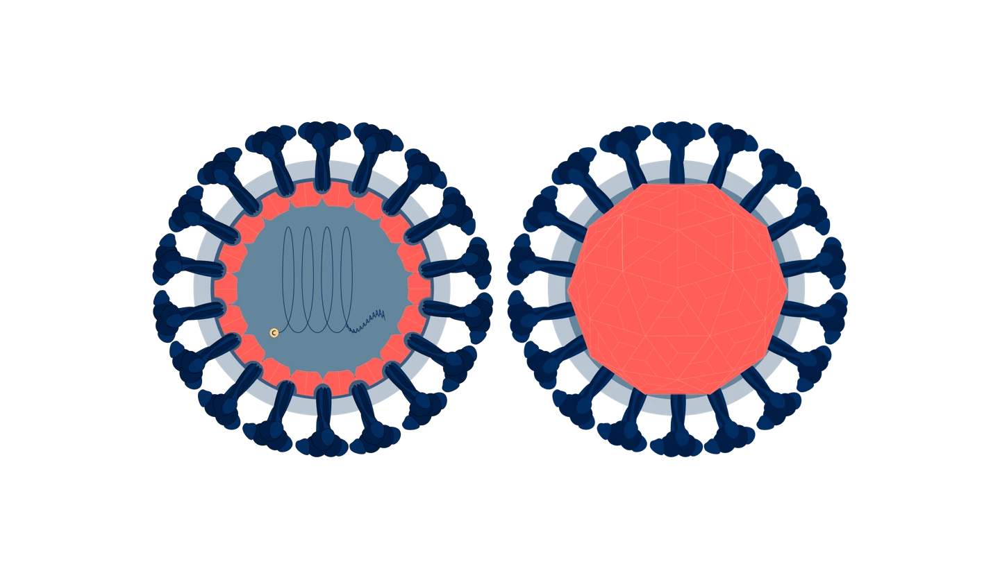 Scientific illustration of togavirus virus