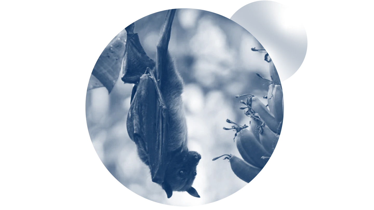 bat hanging upside with fruit