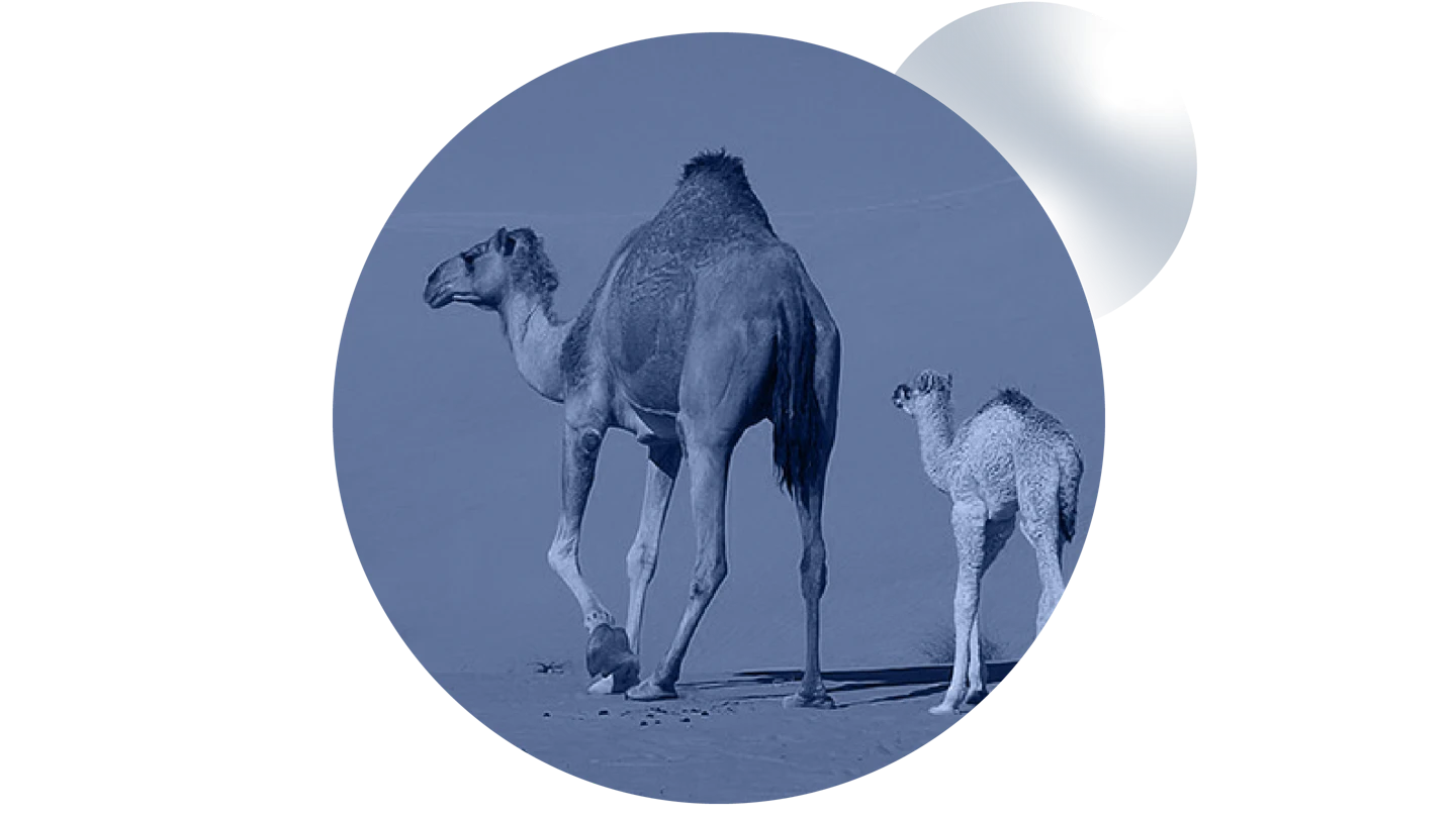 photo of camels in circle frame