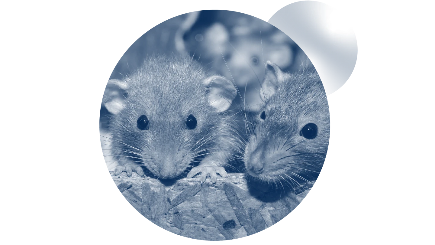 photo of rats in circle frame