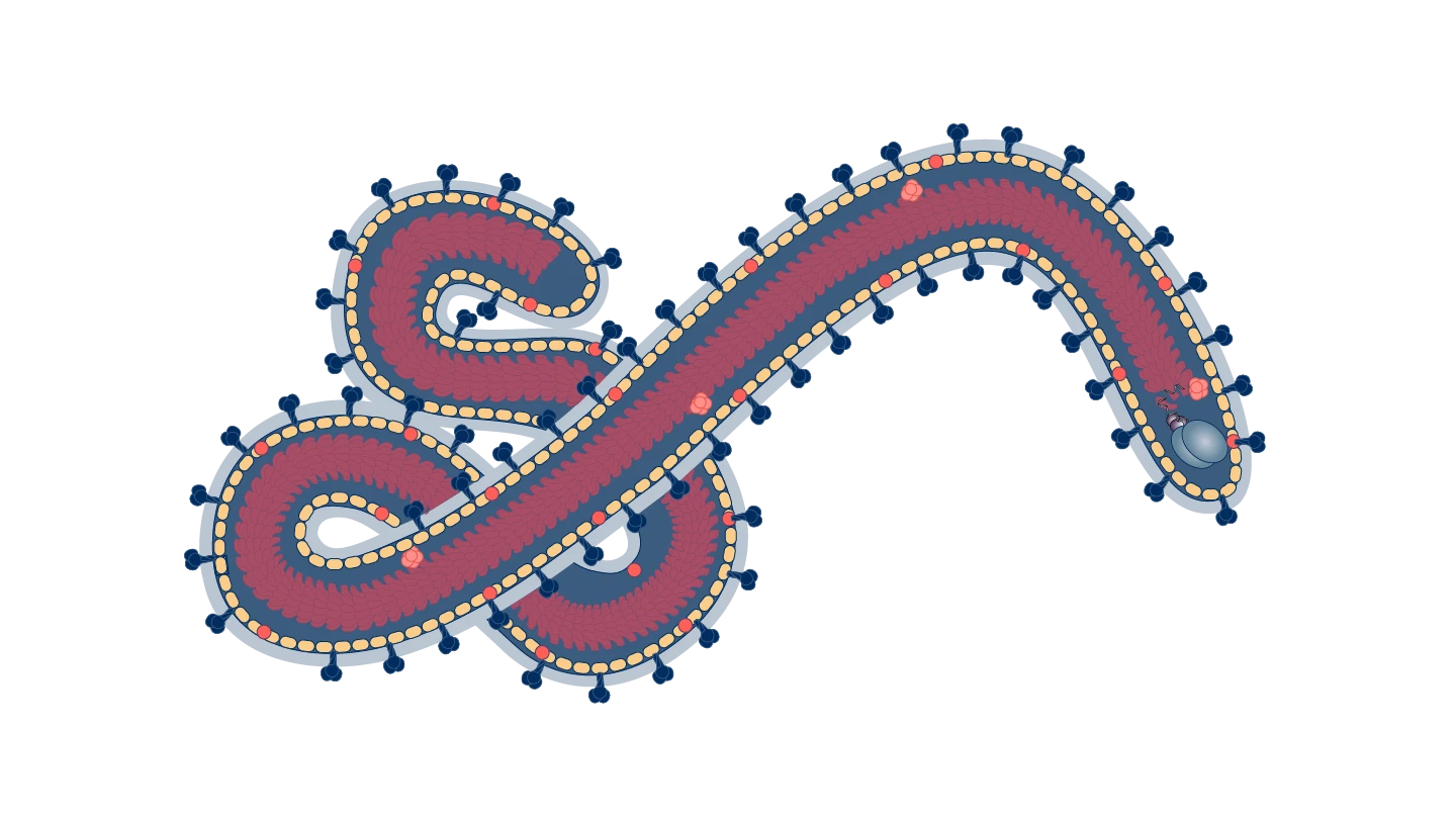 scientific illustration of filovirus in CEPI brand colours