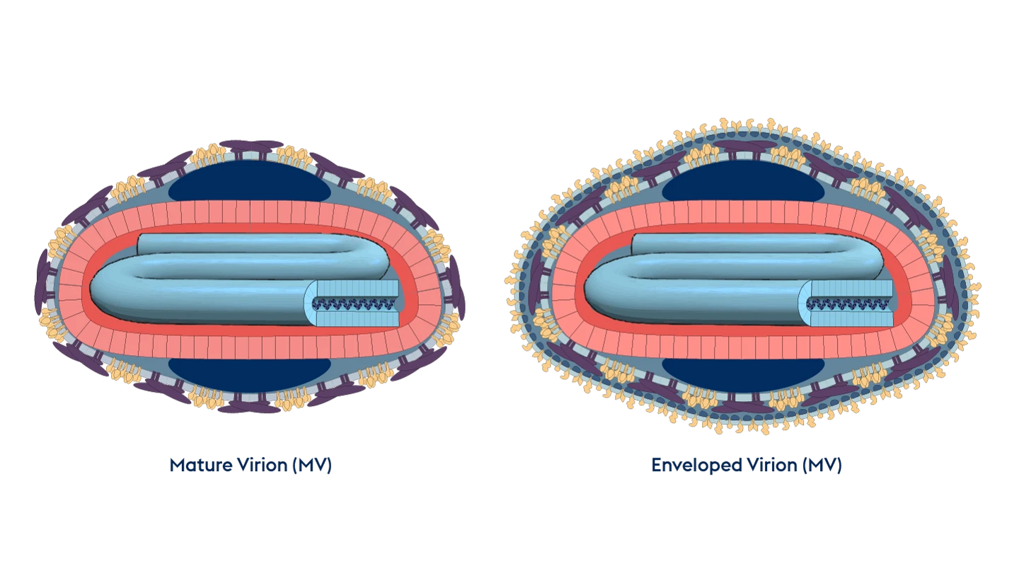 scientific illustrations of poxviruses