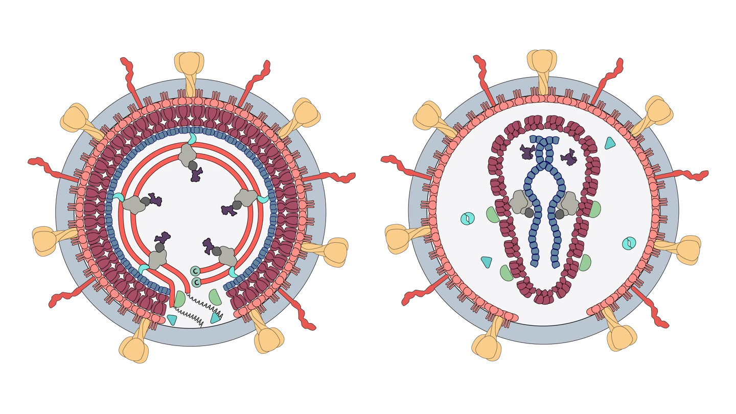 scientific illustration of HIV 