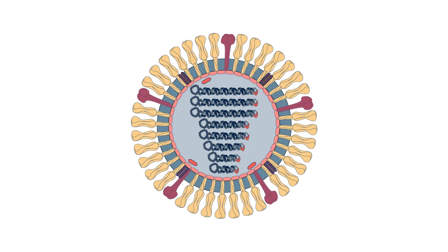 scientific illustration of virus illustration