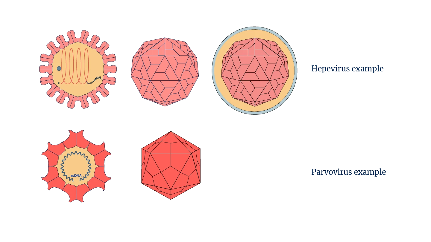 scientific illustrations of viruses