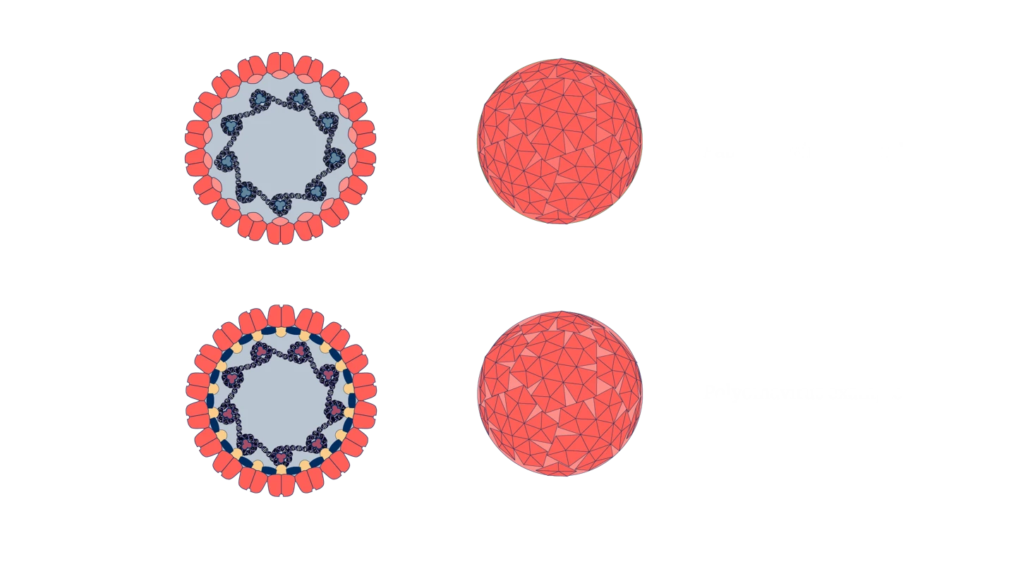 scientific virus illustrations