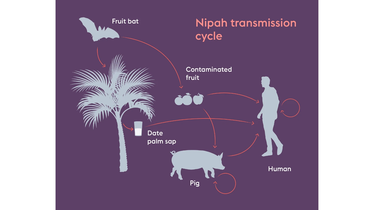 infographic showing nipah transmission cycle with arrows