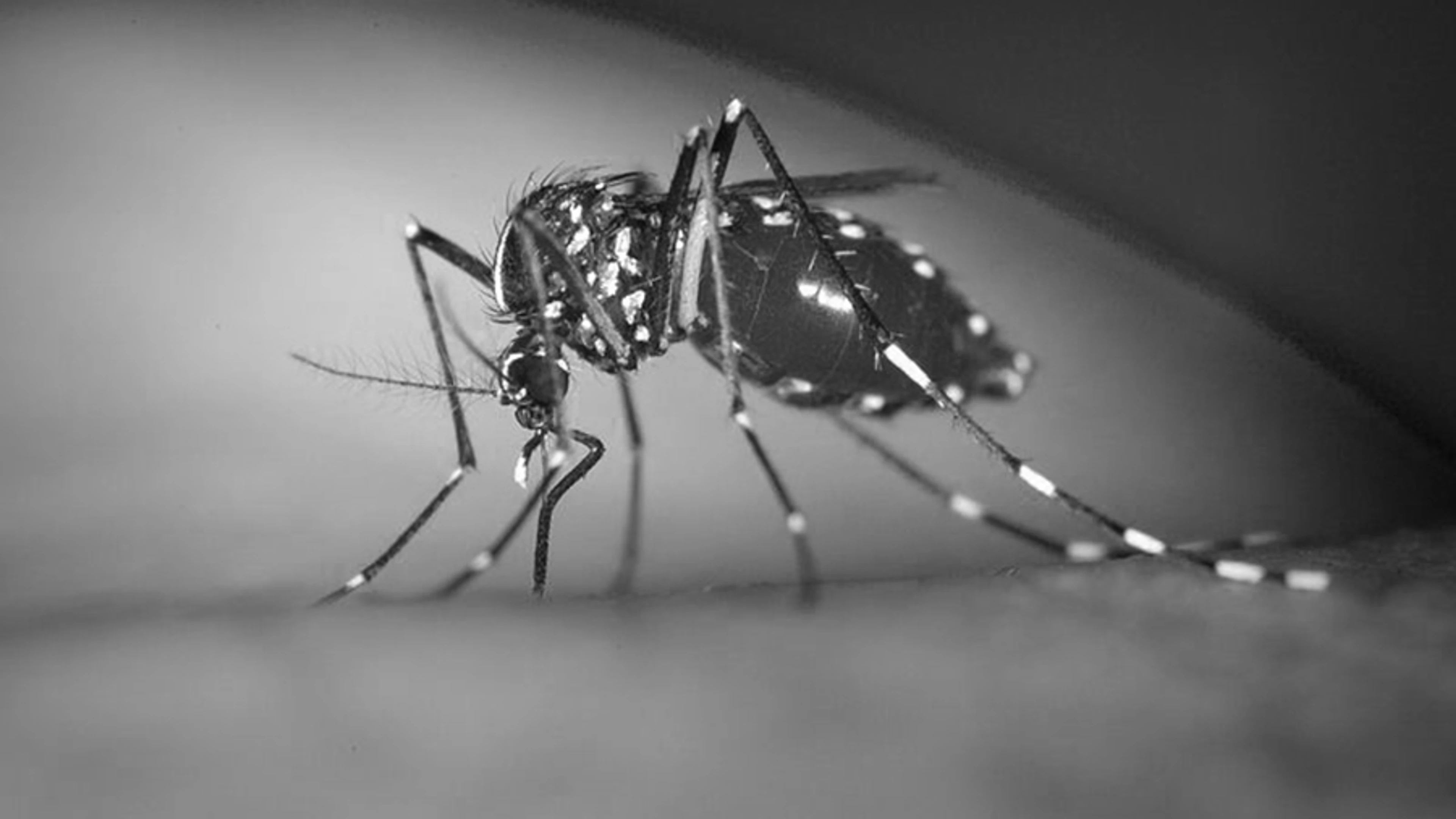 09_Priority-Diseases_Chikungunya