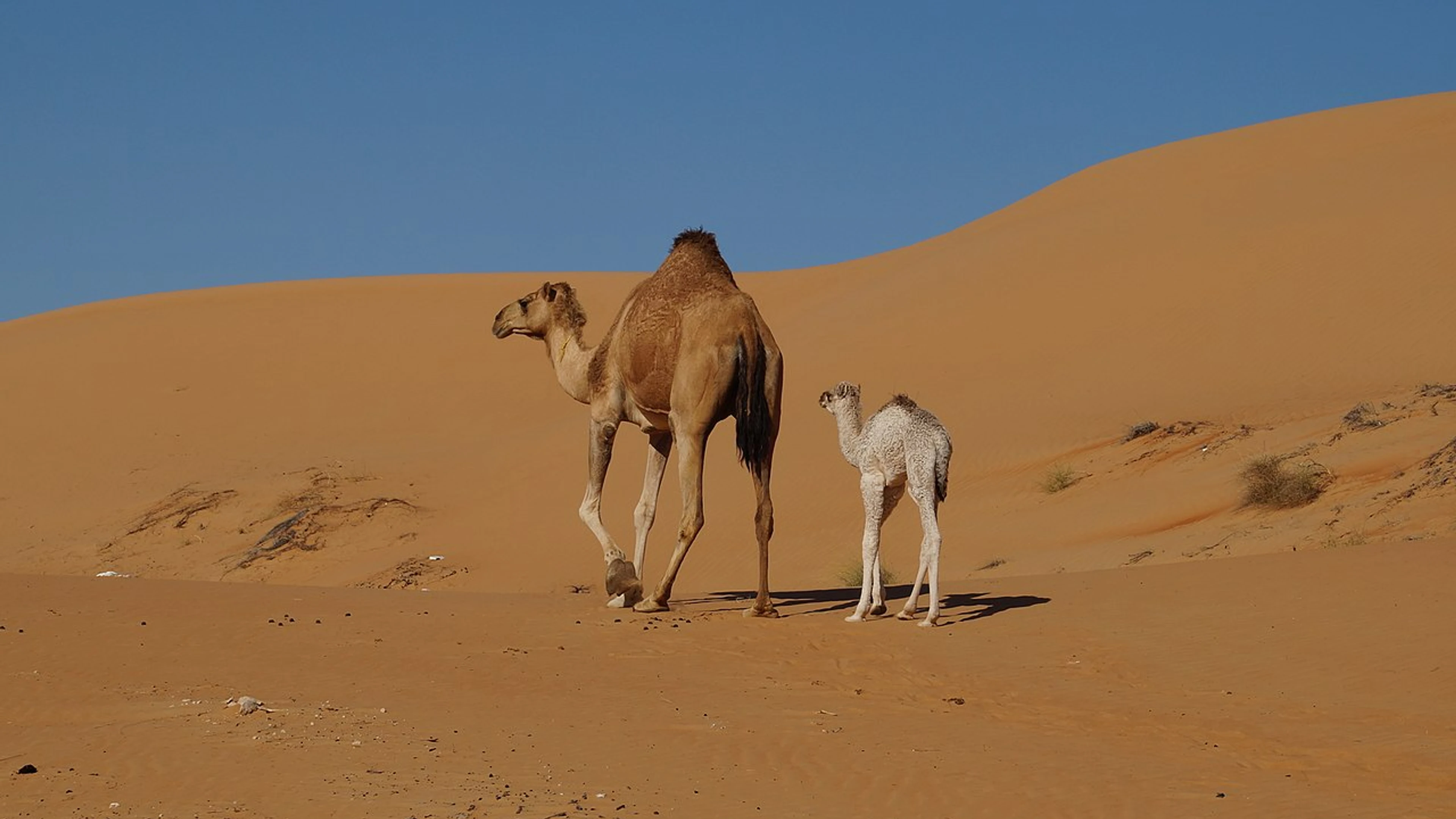 1280px-Camels_in_Wahiba_Sands_06 (1)