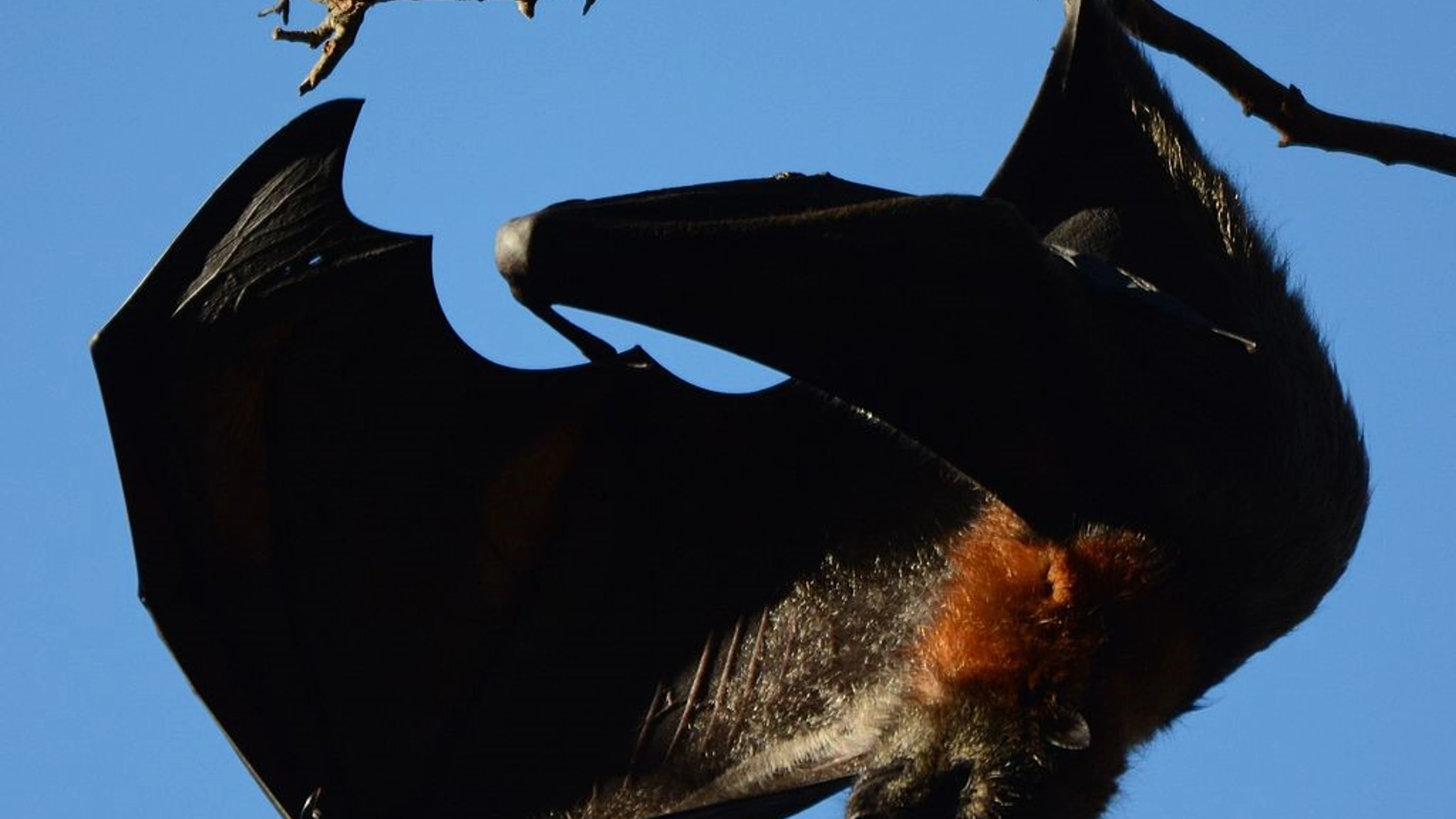 Nipah bats