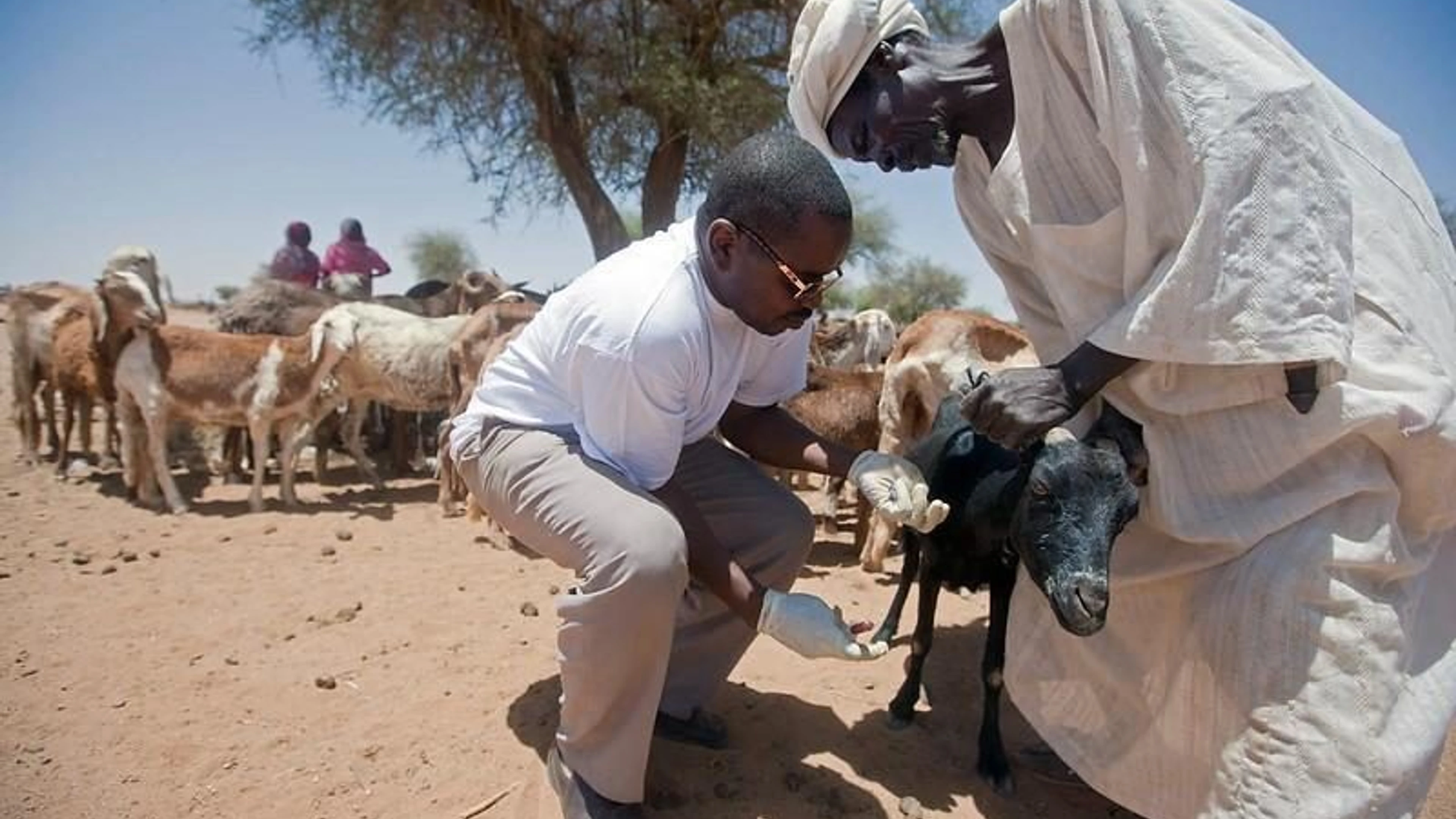 goat_receiving_care_in_sudan-unamid