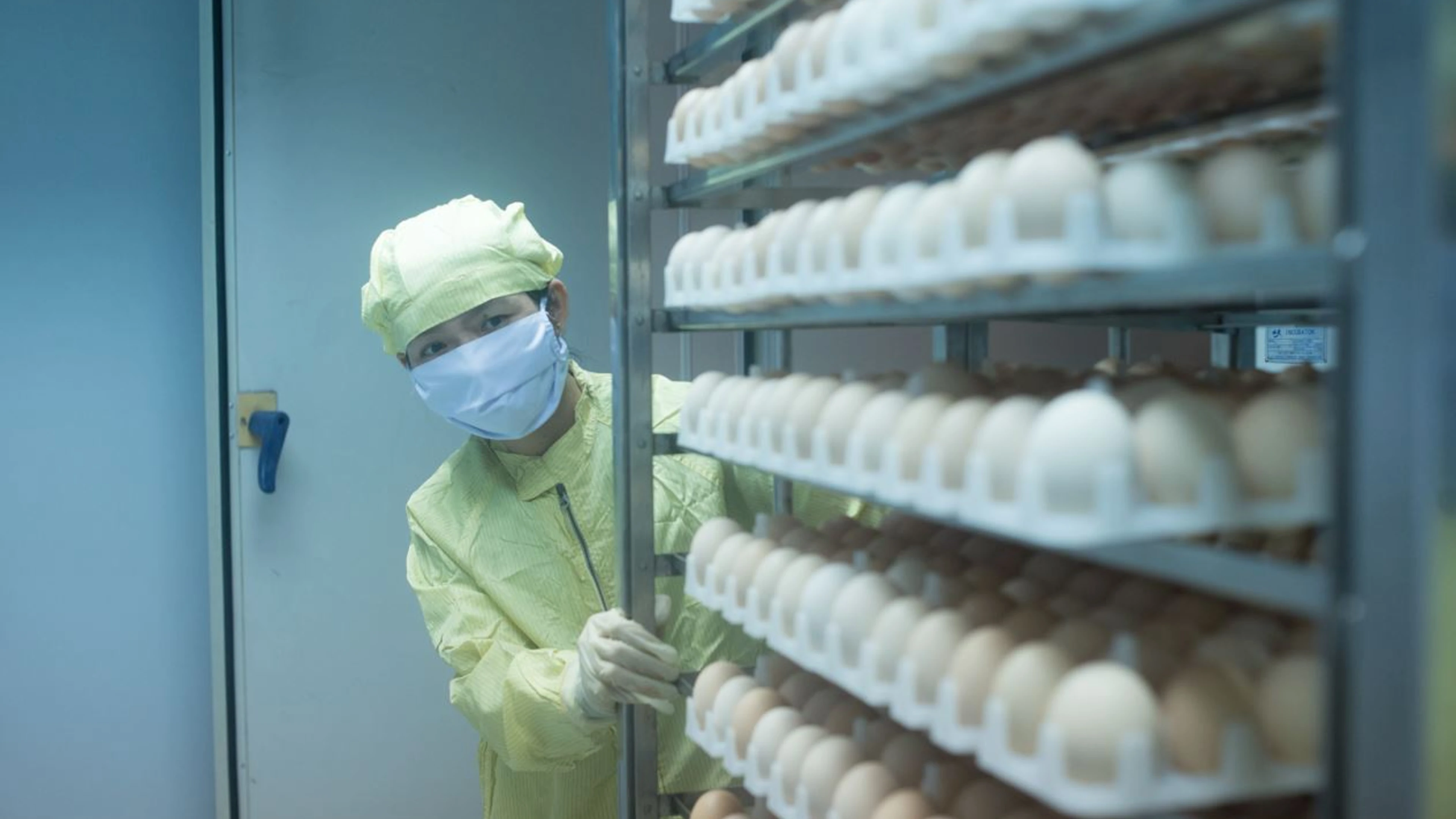 Egg based vaccine production Vietnam Credit PATH_Matthew Dakin