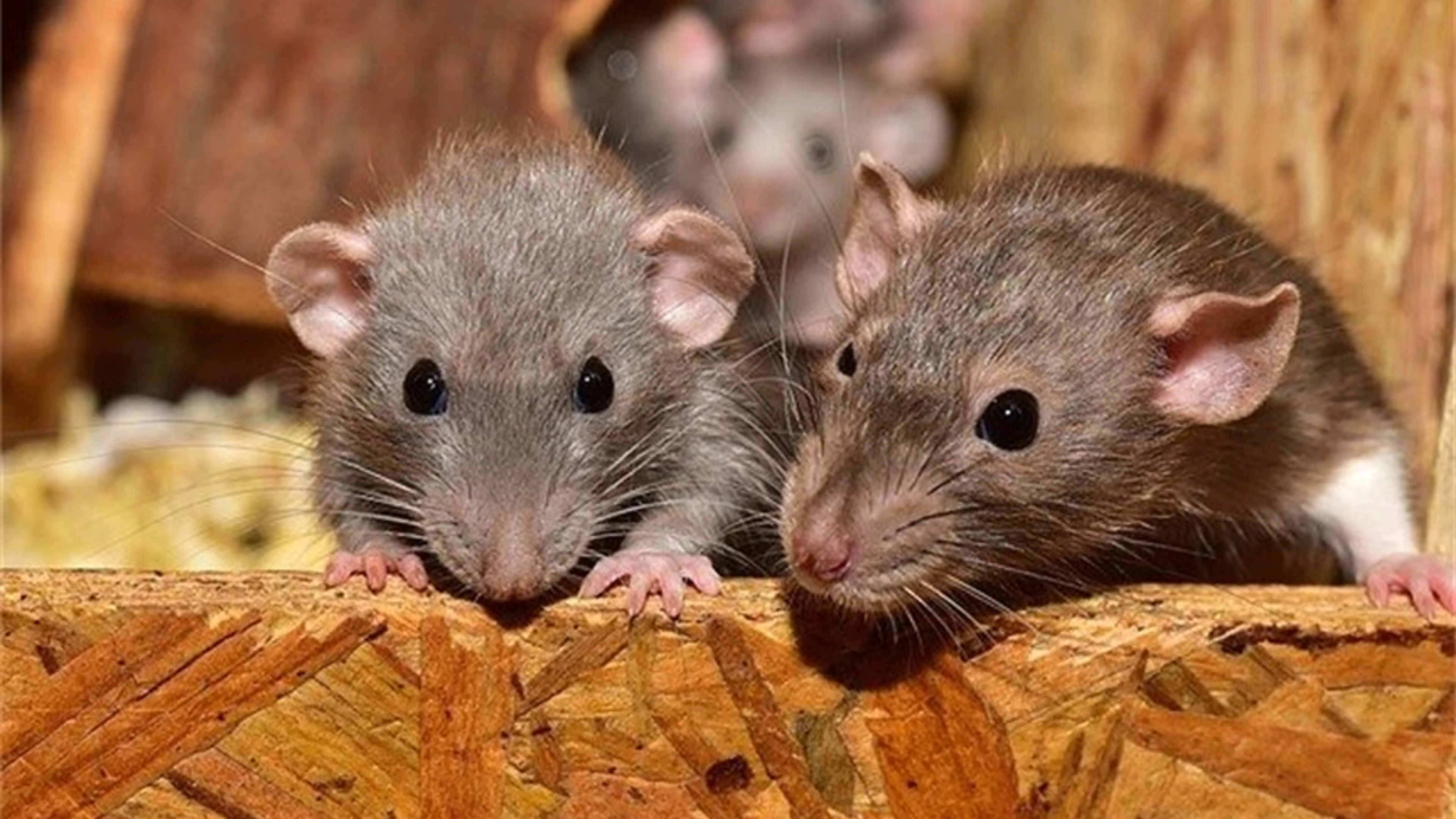 Lassa fever rats