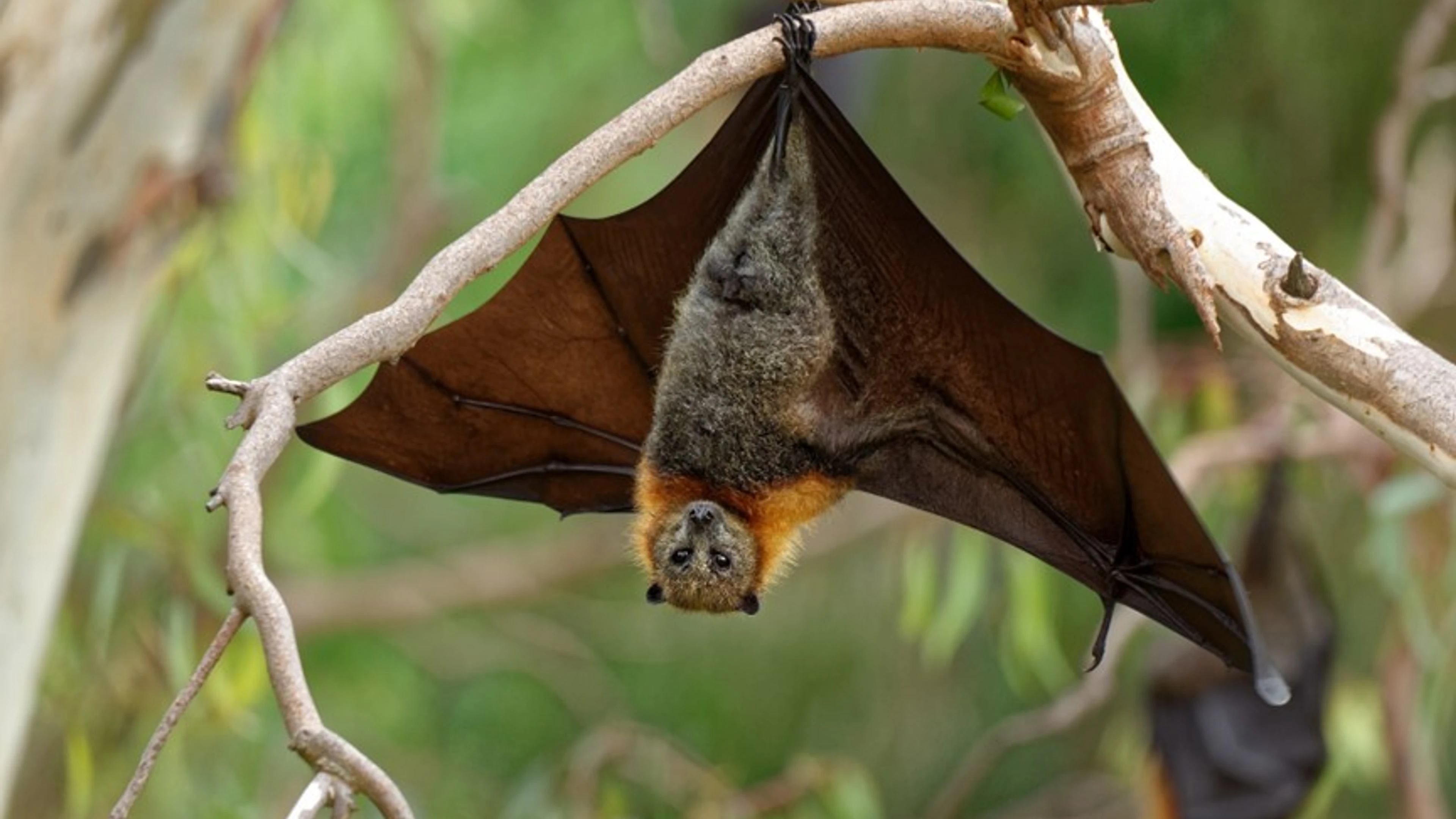 Nipah flying fox bat