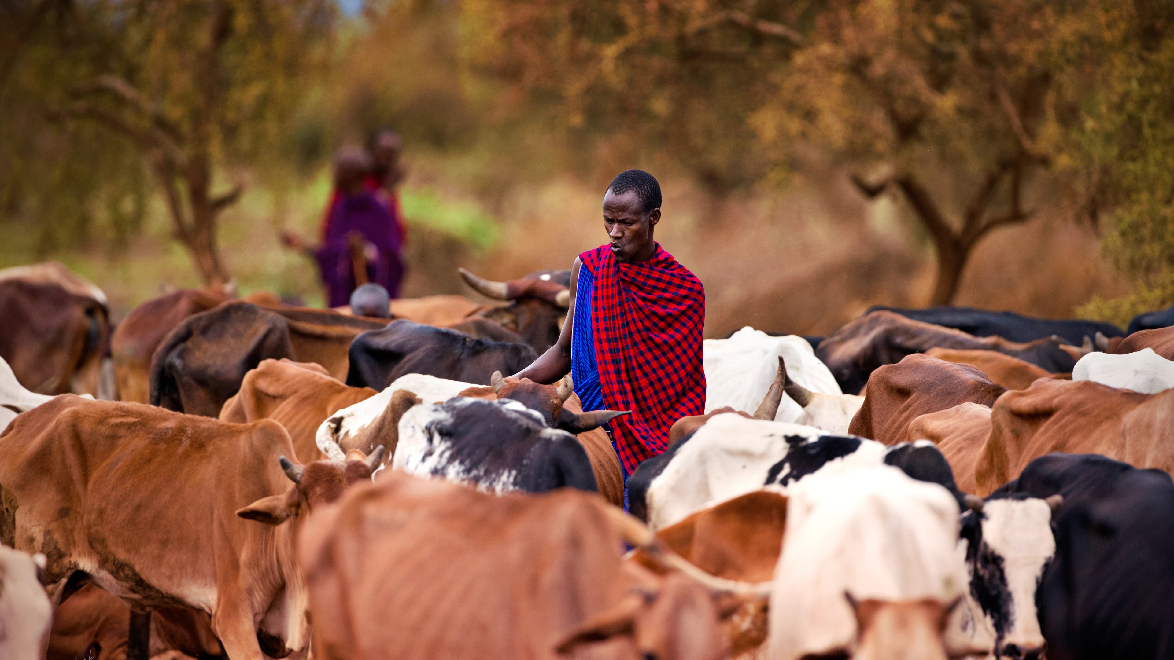 Nairobi/kenya-march,13.2018,Year:,Masai,Shepherds,With,Herd,Of,Cows,In