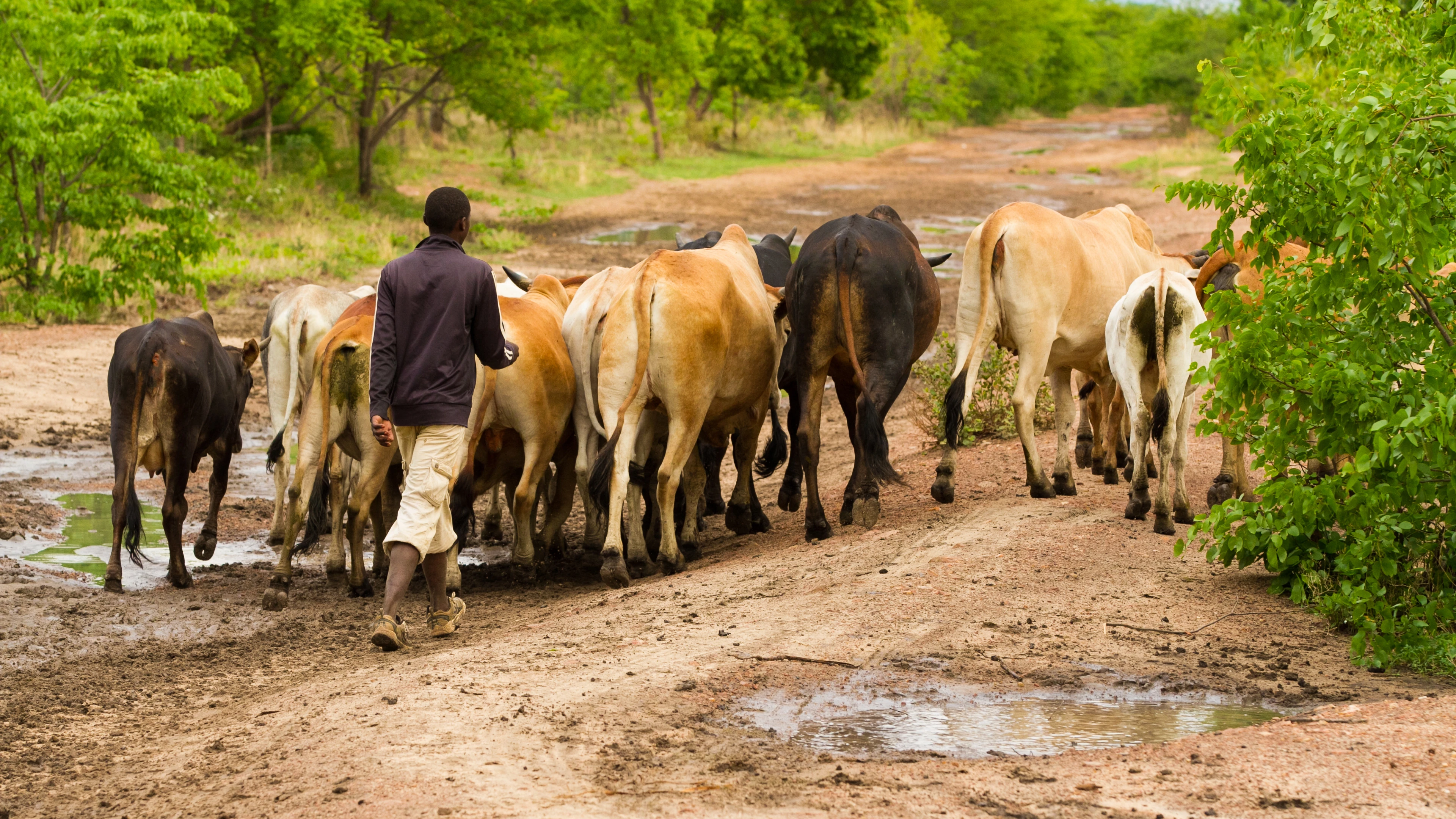 Young,African,Man,Walking,Cows,To,Pasture,In,Zambia