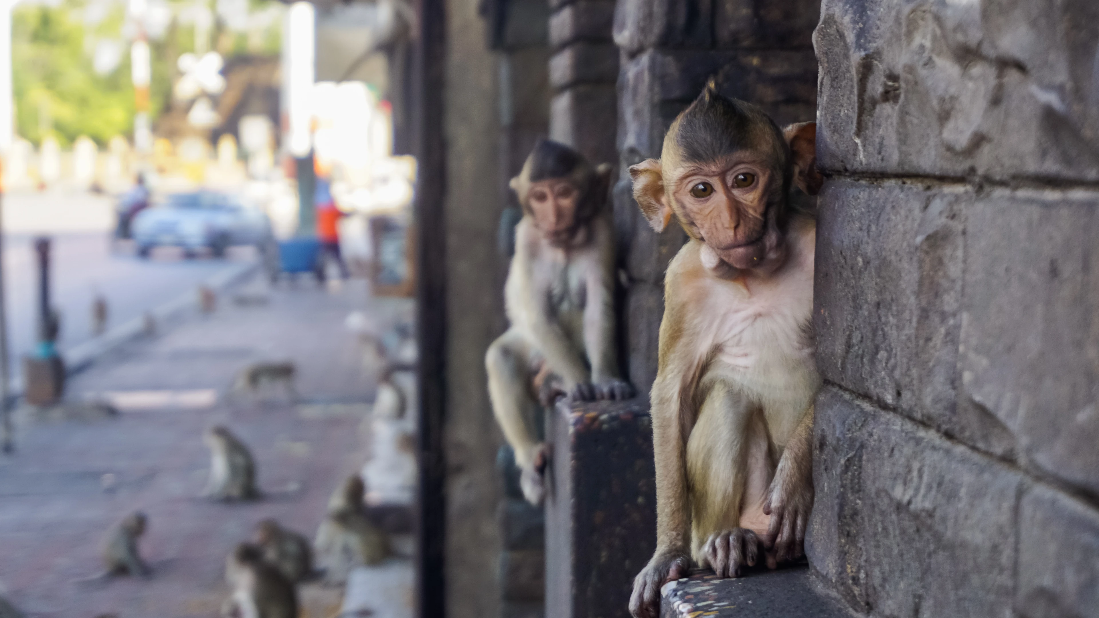 Street,Monkeys,In,The,City,Of,Lopburi,In,Thailand