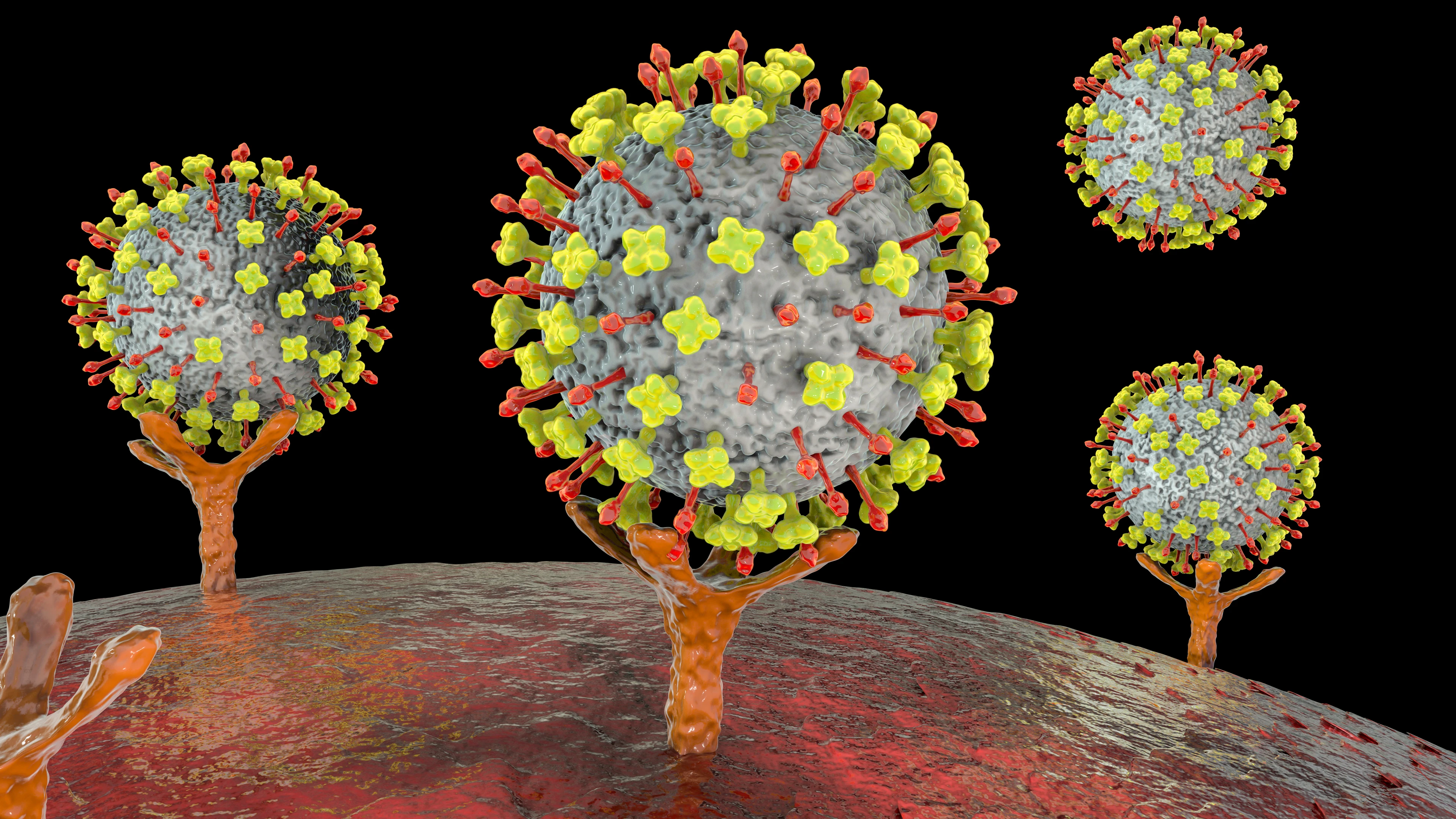 Nipah viruses binding receptors on human cells