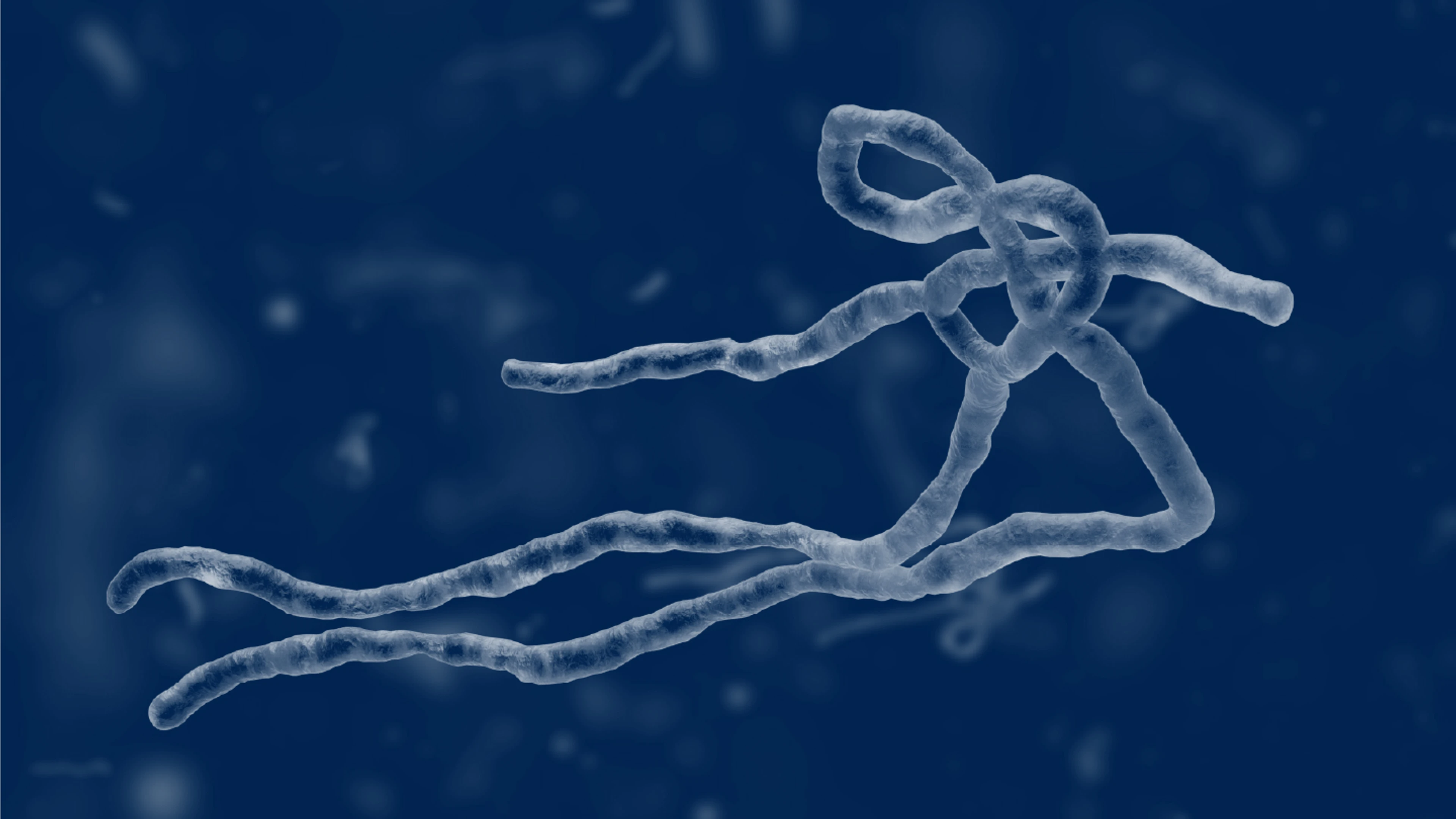 ebola virus render